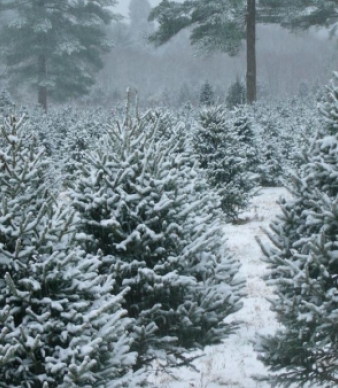 Yurechko Tree Farm